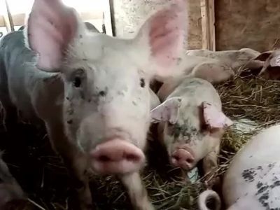 В Усть-Майский район поступили куры, поросята и семенной картофель