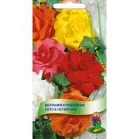 Бегония клубневая Лето в Петергофе