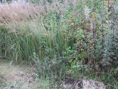 Могила Прокофьева Андрея Прокофьевича (1873-1924), отца поэта, активного участника социалистического строительства в первые годы Советской власти