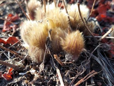 Фотофакт: в окрестностях Якутска появились первые подснежники