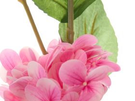 Цветок Hydrangea, розовый