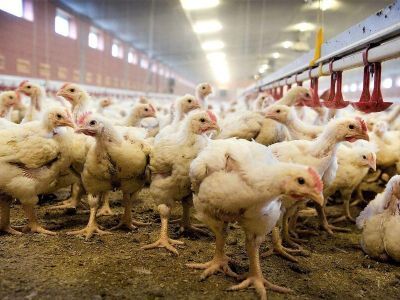 Нюрбинская птицефабрика получит 7,4 млн рублей на приобретение комбикормов