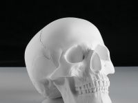 Гипс Череп анатомический, h-22 см.