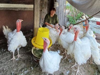 Якутянка рассказала, как на своем участке создала большое хозяйство фермерских птиц