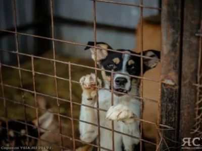 В Нюрбинском районе Якутии ликвидировали пять очагов по бруцеллезу собак