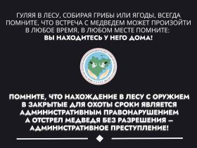 В Якутии выдали разрешения на добычу более 500 бурых медведей