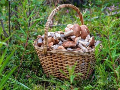 В Нерюнгринском районе Якутии продолжаются поиски пропавшего грибника