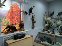 Тоцкий историко-краеведческий музей