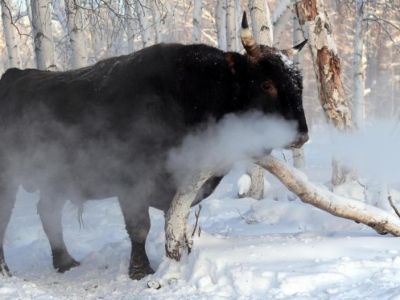 Зимовка скота - ответственная пора