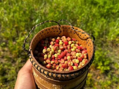 Землянику начали собирать в Амгинском районе