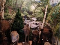 Историко-краеведческий музей с. Михайловка