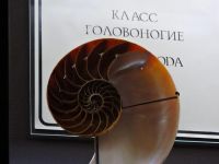 Зоологический музей МГУ им. М. В. Ломоносова