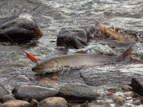 Рыбалка на трофейного тайменя на реке Гонам