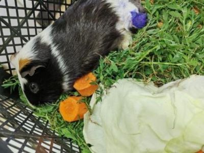 Ветеринары помогли морской свинке с переломом и некрозом лапки