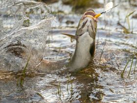 Сплав, отдых и рыбалка на реке Амга. Маршрут: Верхняя Амга - Оннес (390 км.)