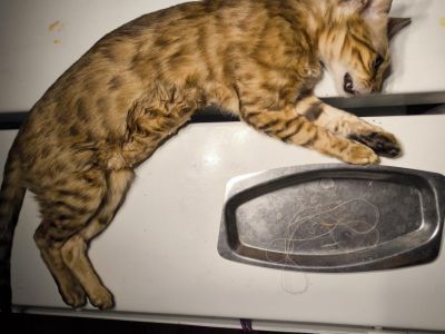 В Якутске кошка проглотила шелковую нить длиной около 80 см