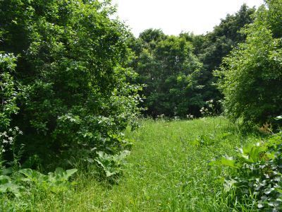 Усадебный парк имения Ермоловых