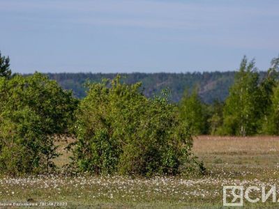 В Амгинском районе спустя более чем год сняли фитосанитарный карантин