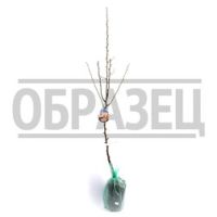 Груша Декора (пирамидальная) (подвой айва) (в сетке)