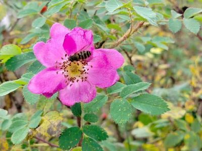 Фотофакт: в Якутии повторно расцвел шиповник в августе