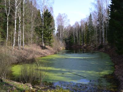 Пруд Северный Верхний Новошалейный с плотиной