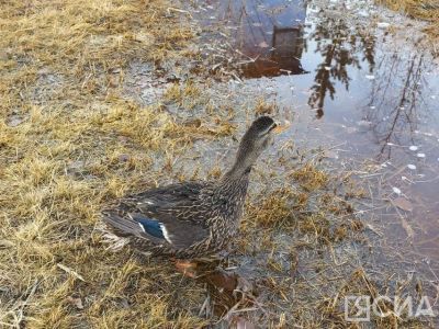 Сегодня в Якутии стартует весенняя охота с подсадной уткой