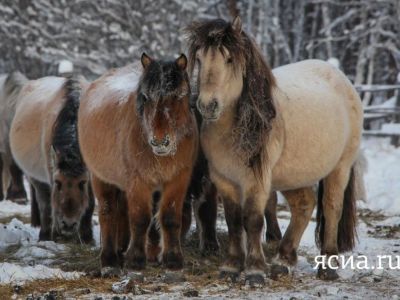 В Якутии возбуждено уголовное дело в отношении конокрадов