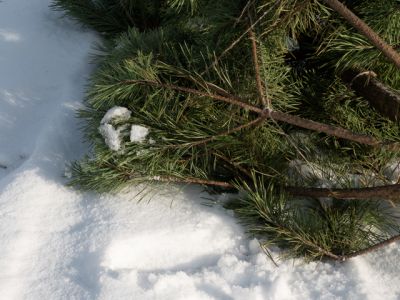 Как утилизировать елку после Нового года: живую и искусственную