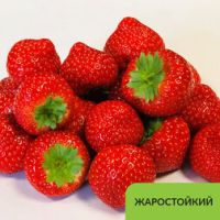 Земляника садовая Сонсейшн (5 шт)