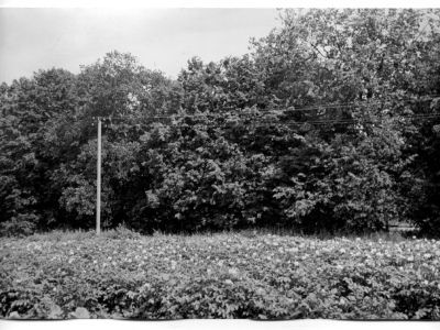 Усадебный парк