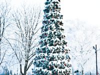 Дубовской дворец культуры