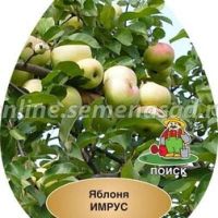 Яблоня Имрус (подвой семенной) (в сетке)