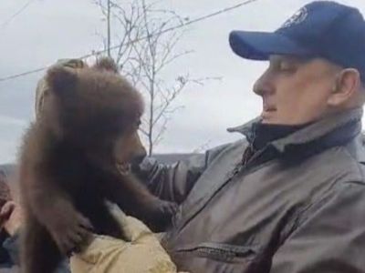 В Оймяконском районе старатели спасли осиротевшего медвежонка