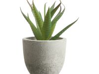 Суккулент Terni II