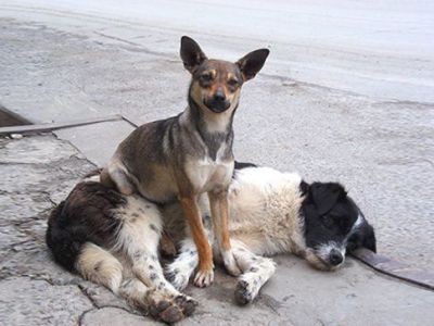 Бродячих собак будут доставлять в приюты с комфортом