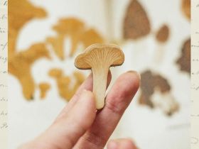 Деревянная брошка Дворникова А. "Лисичка"