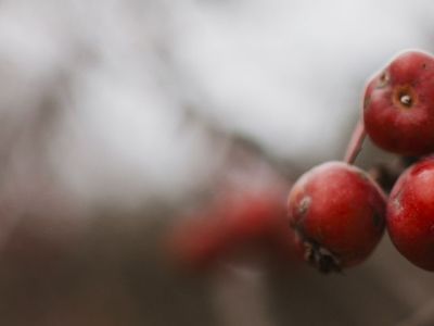 Созданы консерванты для мяса на основе расторопши