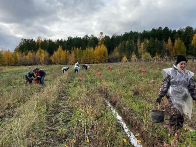В Ленском районе овощеводам убрать урожай помогли сотрудники администрации и учреждений