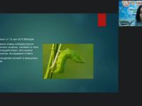 Международный вебинар "Монтессори-педагогика для детей от 3 до 6 лет: основные направления образовательной работы"