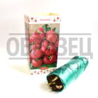 Земляника садовая Квики (5 шт.)