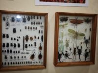 Музей «Насекомые мира»