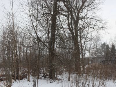 Усадьба А.И. Кропоткина. Парк