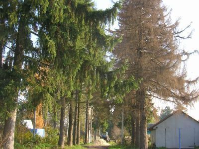 Парк (фрагменты)