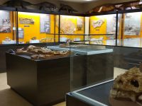 Котельничский палеонтологический музей