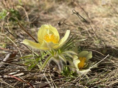 Фотофакт: в окрестностях Якутска осенью расцвели подснежники