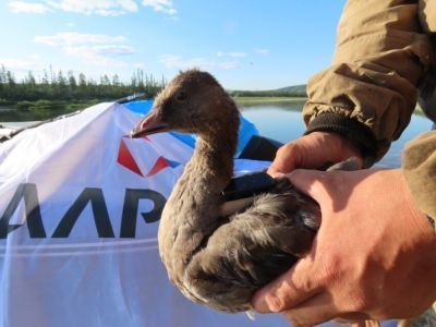 Ученые продолжают изучение редкого вида гуся в Якутии