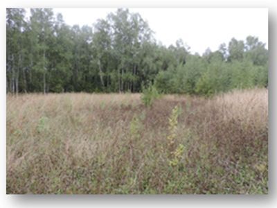 Священная роща