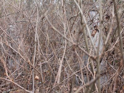 Место, где находилась д. Влашкино, сожженная гитлеровцами вместе с ее жителями в октябре 1942 г. На месте сожжения установлен обелиск