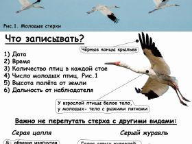 Народный мониторинг миграции стерхов запустили в Якутии