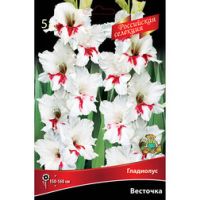 Гладиолус Весточка (5 шт.)